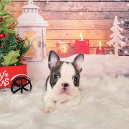 Boston Terrier Puppies from Our Gang Bostons