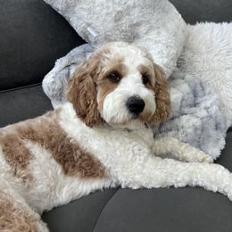 Daisy - Cavapoo