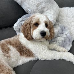 Daisy - Cavapoo