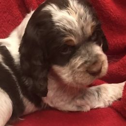 English Springer Spaniel Puppies from River’s Edge ~ English Springer Spaniels