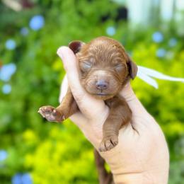 Reba - Red  female Goldendoodle puppy in Wharton, Texas from Little Fur Friends