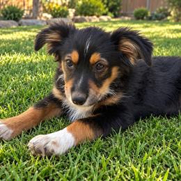 Spice - Black tri male Miniature Australian Shepherd puppy in Lakeport, California from Akins Aussies/Wild Rose Ranch