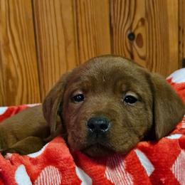 3rd choice female available to reserve - Yellow female Labrador Retriever puppy in Dalton, Pennsylvania from Whiteduck Mountain Kennel AKC Australian Cattle Dogs and AKC Fox Red Labrador Retrievers
