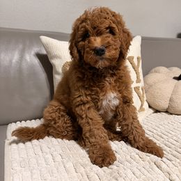 Boy 1 - Red  male Goldendoodle puppy in Sacramento, California from Goldendoodlesca