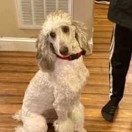 Cavapoos and Poodles from Mumma’s Standard Poodles