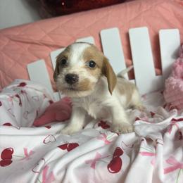 George - Piebald male Dachshund puppy in Lake City, Florida from My Ditzy Doxies of Florida