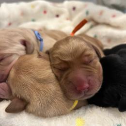 Blaze - Yellow male Labrador Retriever puppy in Carthage, North Carolina from Wicked Pines Retrievers