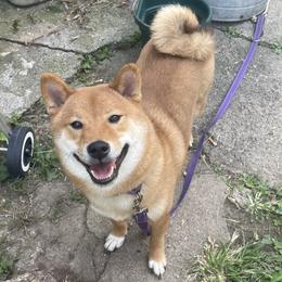 Shiba Inu All Grown Up from Hana Shibas