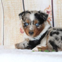 Aussiedoodle and Australian Shepherd Puppies from Mr and Mrs Doodle Farm