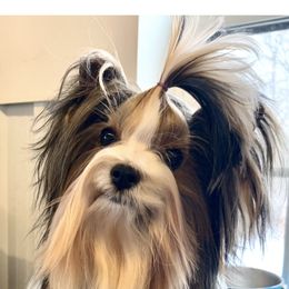 Robyn - Biewer Terrier