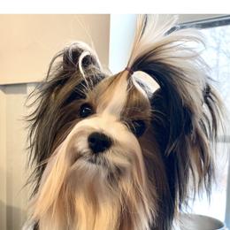 Robyn - Biewer Terrier