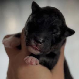 Briar - Agouti and white male Siberian Husky puppy in Florence, Kentucky from Moonlight Howl Huskies