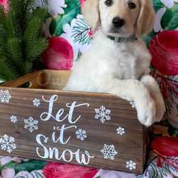 Goldendoodle Puppies from Owen-a-Doodle