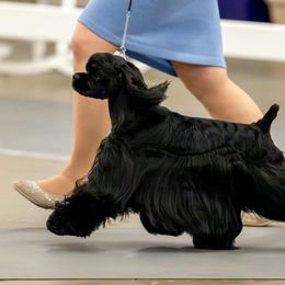 Cocker Spaniels from Kismet Cocker Spaniels