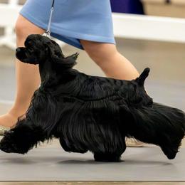 Cocker Spaniels from Kismet Cocker Spaniels
