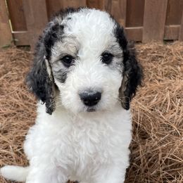 Moo Moo - Tri-color Bernedoodle puppy in Brighton, Tennessee from Beaver Creek Bernedoodles