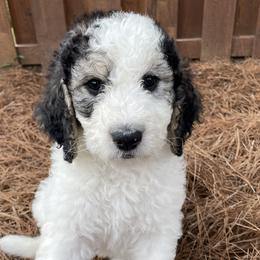 Moo Moo - Tri-color Bernedoodle puppy in Brighton, Tennessee from Beaver Creek Bernedoodles