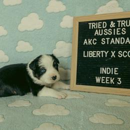 Indie - Black tri-color female Australian Shepherd puppy in Cotati, California from Tried and True Aussies