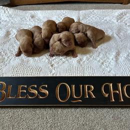Girl 3 - Yellow female Labrador Retriever puppy in Denton, Maryland from Amber's Labrador Retrievers