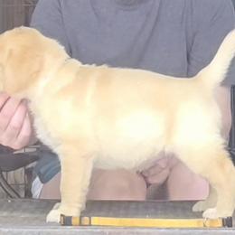 Male 3rd Pick - Yellow male Labrador Retriever puppy in Andrews, South Carolina from Leyland Cypress Retrievers