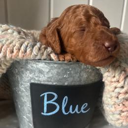 Blue - Red  male Goldendoodle puppy in Grand Blanc, Michigan from Perry Farm Doodles