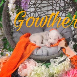 Gowther - White and liver brown male Dalmatian puppy in Sierra Vista, Arizona from Fairytail Dalmatians