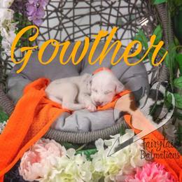 Gowther - White and liver brown male Dalmatian puppy in Sierra Vista, Arizona from Fairytail Dalmatians