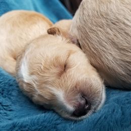 Goldendoodle Puppies from Masondixondoodles