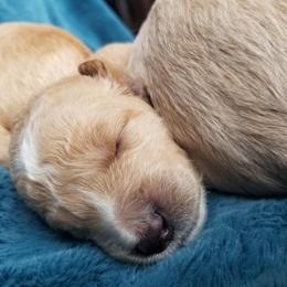 Goldendoodle Puppies from Masondixondoodles