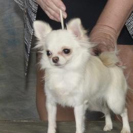 Tink - Chihuahua