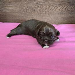 Trixy Girl 2 - Liver female Shih Tzu puppy in Meadows Of Dan, Virginia from Walt’s Shih Tzus