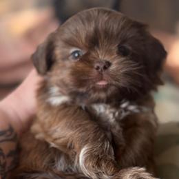 Dk blue - Liver male Shih Tzu puppy in Berkeley Springs, West Virginia from Sandridge Shih Tzus