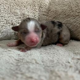 Opal (toy size) - Blue merle female Miniature Australian Shepherd puppy in Terryville, Connecticut from Spirited Aussies