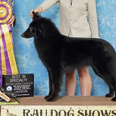 Tori - Belgian Sheepdog