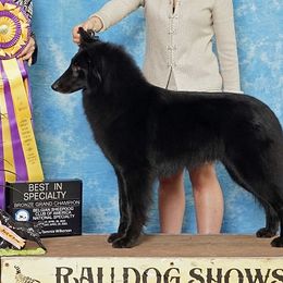 Tori - Belgian Sheepdog