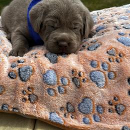 Blue Collar - Silver male Dilute Retriever puppy in Douglass, Kansas from JP Kennels, LLC
