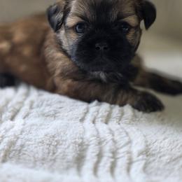 Dolly - Brown female Shichon puppy in Ronda, North Carolina from Willow River