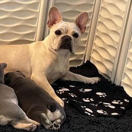 French Bulldog Puppies from Carbonite French Bulldogs