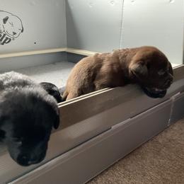 Puppy 2 - Chocolate male Labrador Retriever puppy in Swampscott, Massachusetts from Mullaghmore Labradors