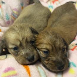 Female pup - Cream female Dachshund puppy in Hensley, Arkansas from Fink Dachshund Farm - Central Arkansas