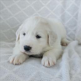 Girl 3 Purple - White female Great Pyrenees puppy in Yakima, Washington from Naches Heights Ranch
