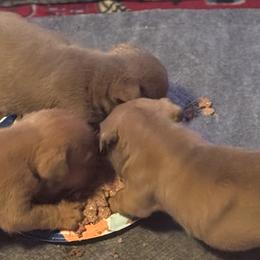 Bulldogs from Bows and Wrinkles Bulldogs