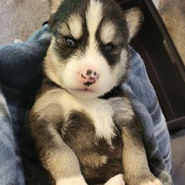 Purple - Black and white female Siberian Husky puppy in Swansea, Illinois from Husky B's