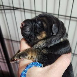 Boy 1 - Black and red male German Shepherd puppy in Roanoke, Alabama from Von Schönen Träumen German Shepherds