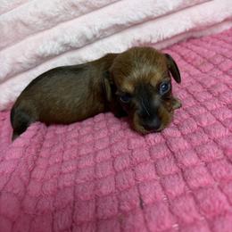 Taylor - Brindle female Dachshund puppy in Lake City, Florida from My Ditzy Doxies of Florida