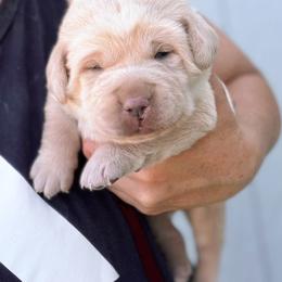 Bubba - Yellow male Dilute Retriever puppy in Baldwin City, Kansas from Hedge Lane Labradors