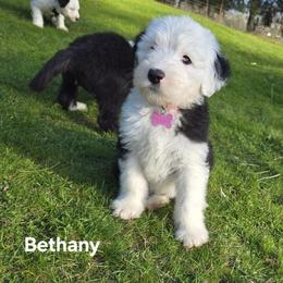 Bethany - Gray and white female Old English Sheepdog puppy in Sutherlin, Oregon from Sapphire Eyes Sheepdogs
