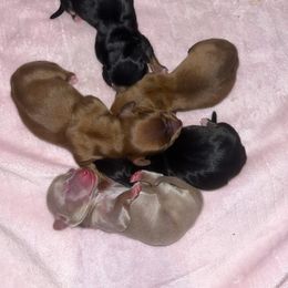 Dachshund Puppies from Parker House Dachshunds