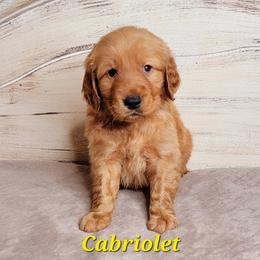 Cabriolet (Yellow Collar) - Dark golden male Golden Retriever puppy in Scurry, Texas from 07 Seven Oaks Goldens and Doodles