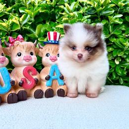 Chocolate Merle Tan Parti AKC - Chocolate merle male Pomeranian puppy in Princeton, New Jersey from PureLove Poms.